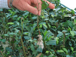 Image de Ficus benjamina L.