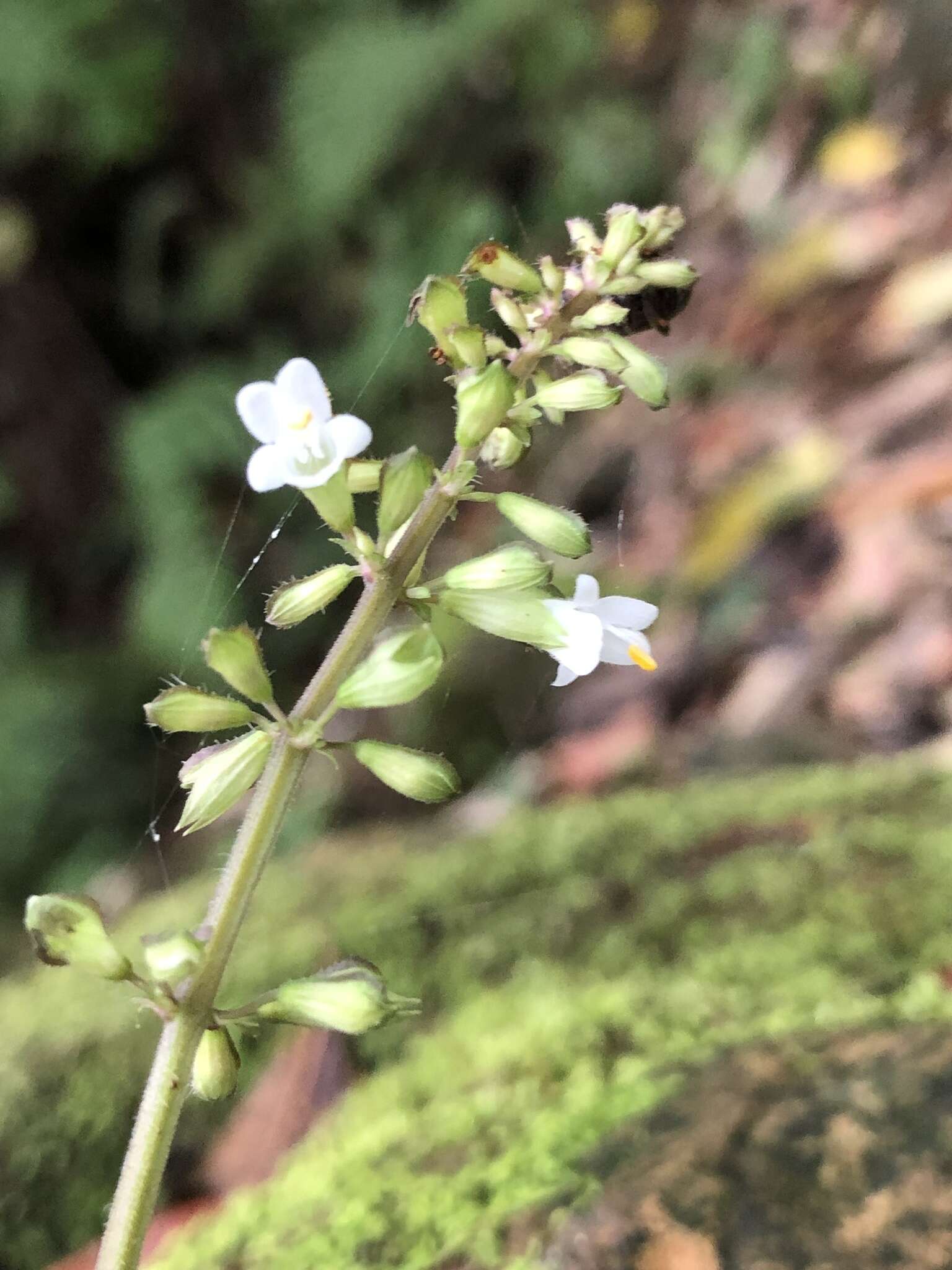 Image of Salvia hayatae Makino ex Hayata