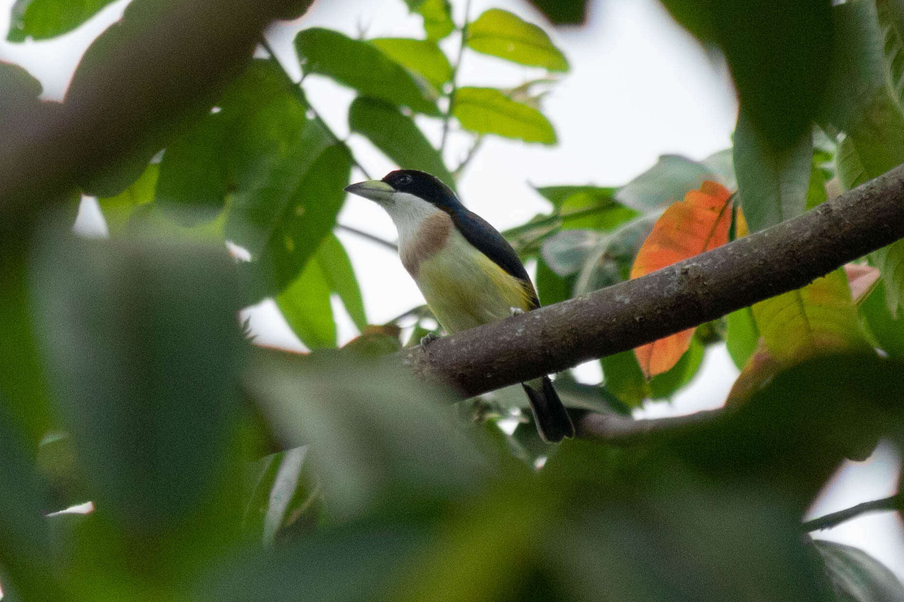 Image of White-mantled Barbet