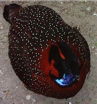 Image of Crimson Horned-pheasant