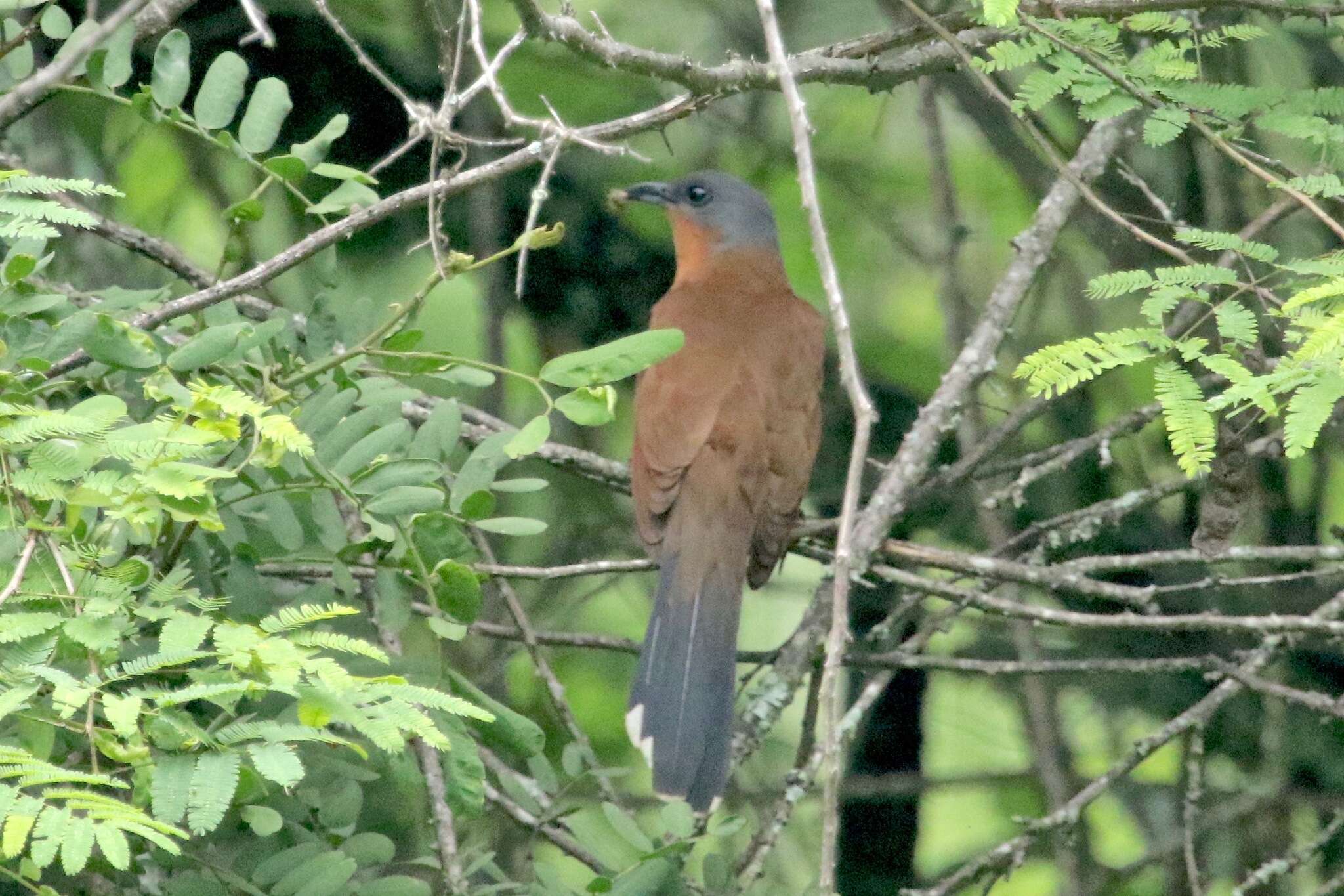 Image of Grey-capped Cuckoo