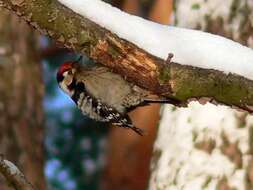 Image of Lesser Spotted Woodpecker