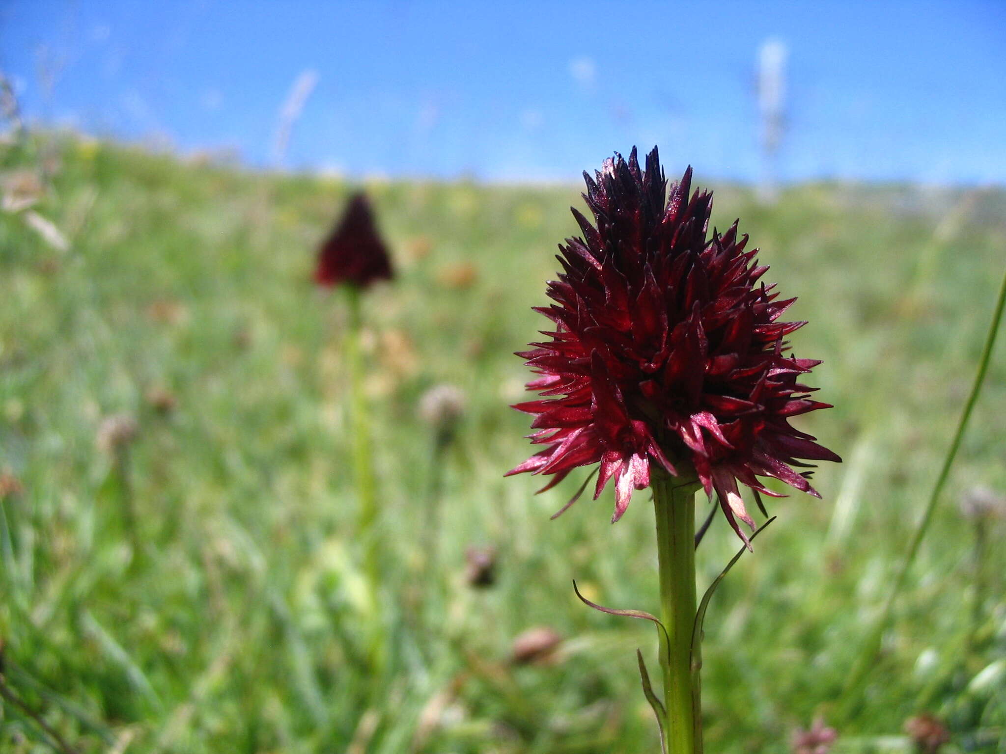 صورة Gymnadenia rhellicani (Teppner & E. Klein) Teppner & E. Klein