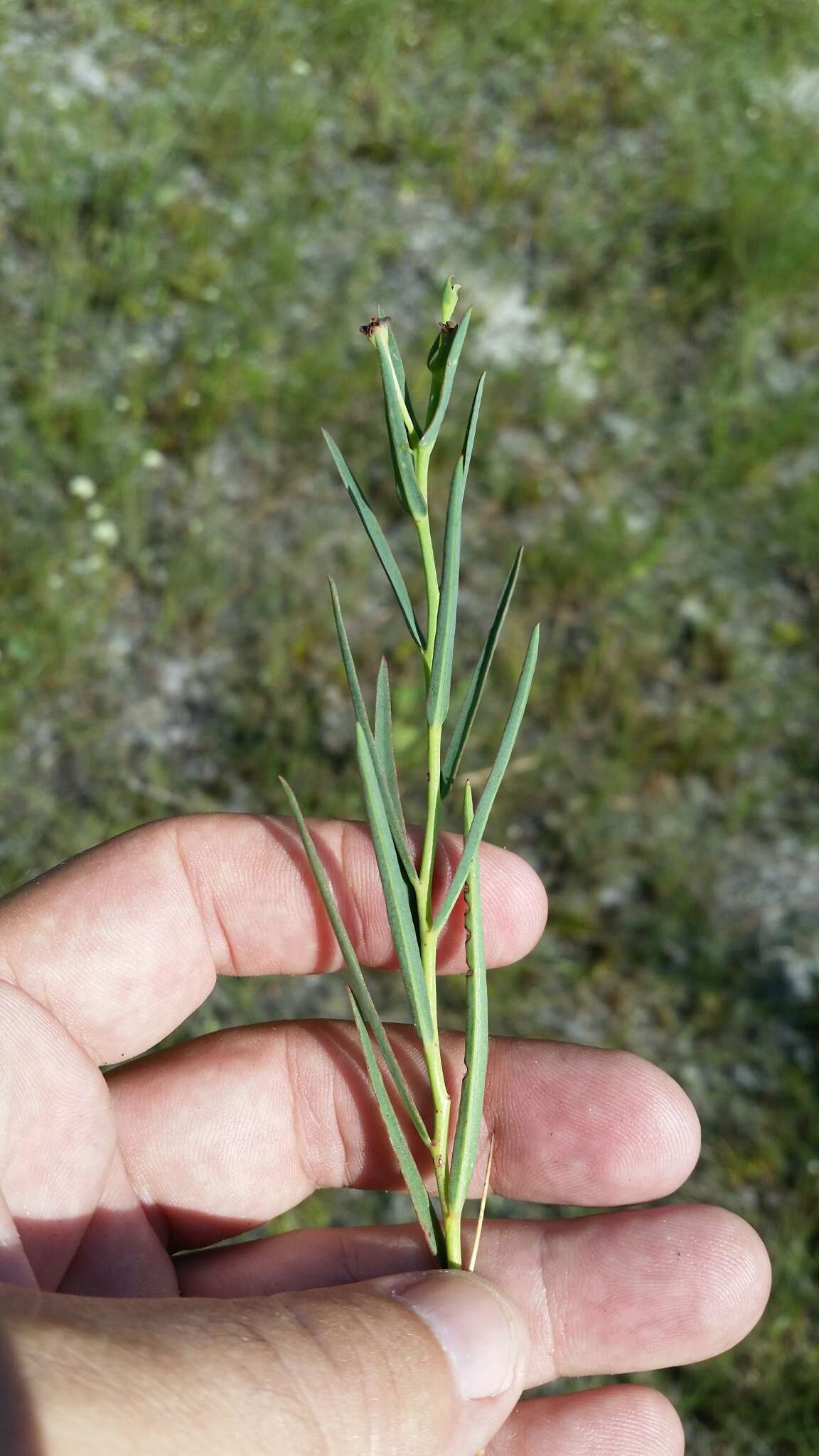 Euphorbia inundata var. garrettii E. L. Bridges & Orzell resmi