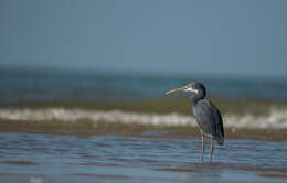 Image of Western Reef Heron