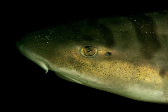 Image of Leopard Shark