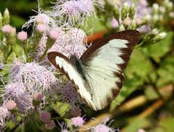 Image of Western Striped Albatross