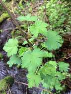 Image of spreading gooseberry