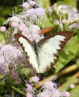 Image of Western Striped Albatross