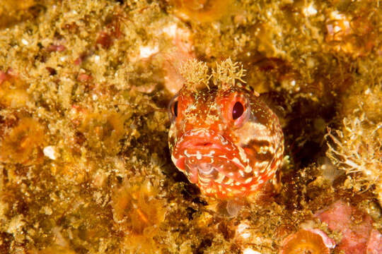 Image of Spotted kelpfish