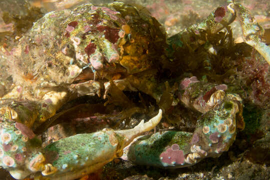 Image of Sheep crab