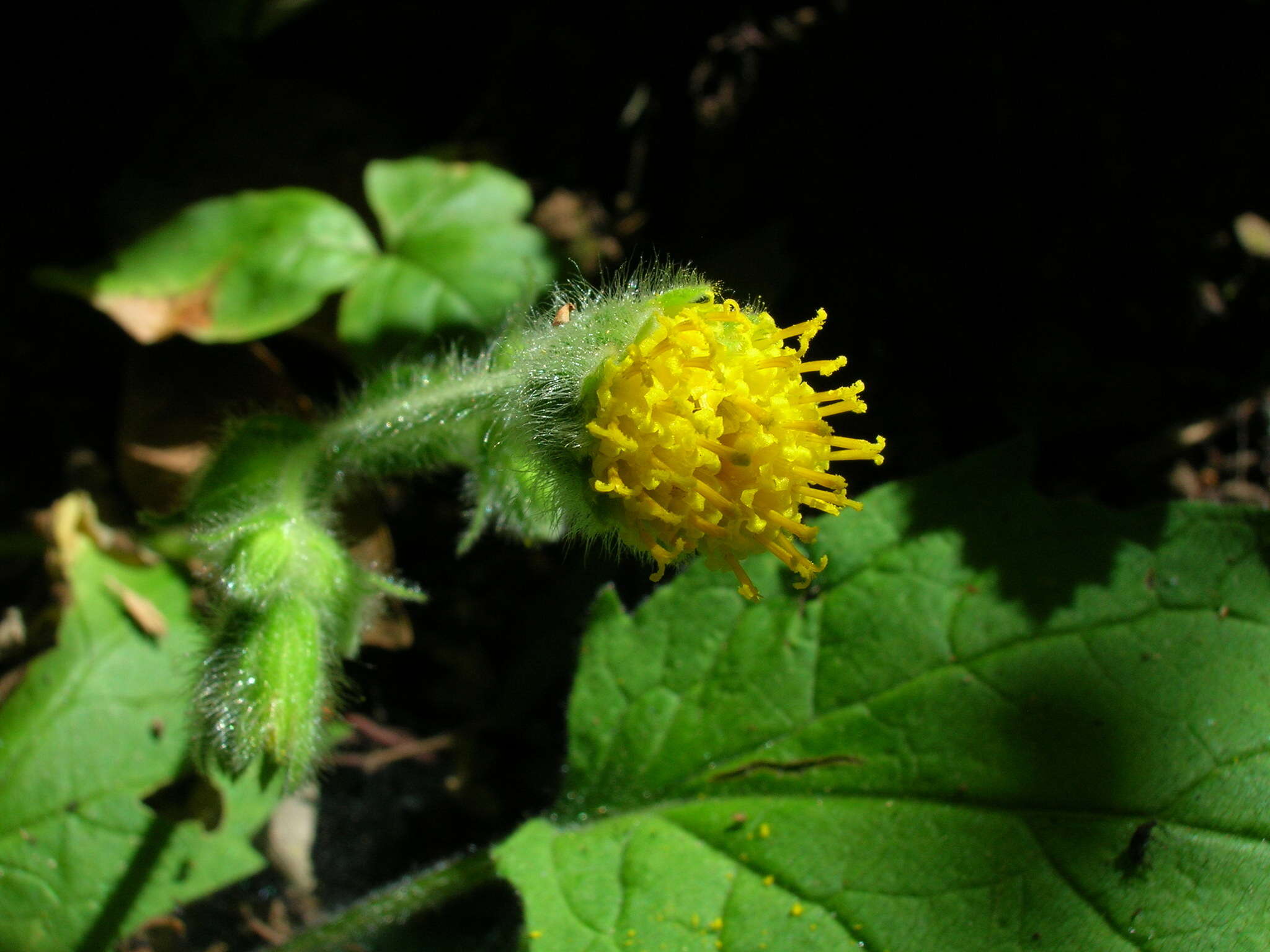 Image of rayless arnica