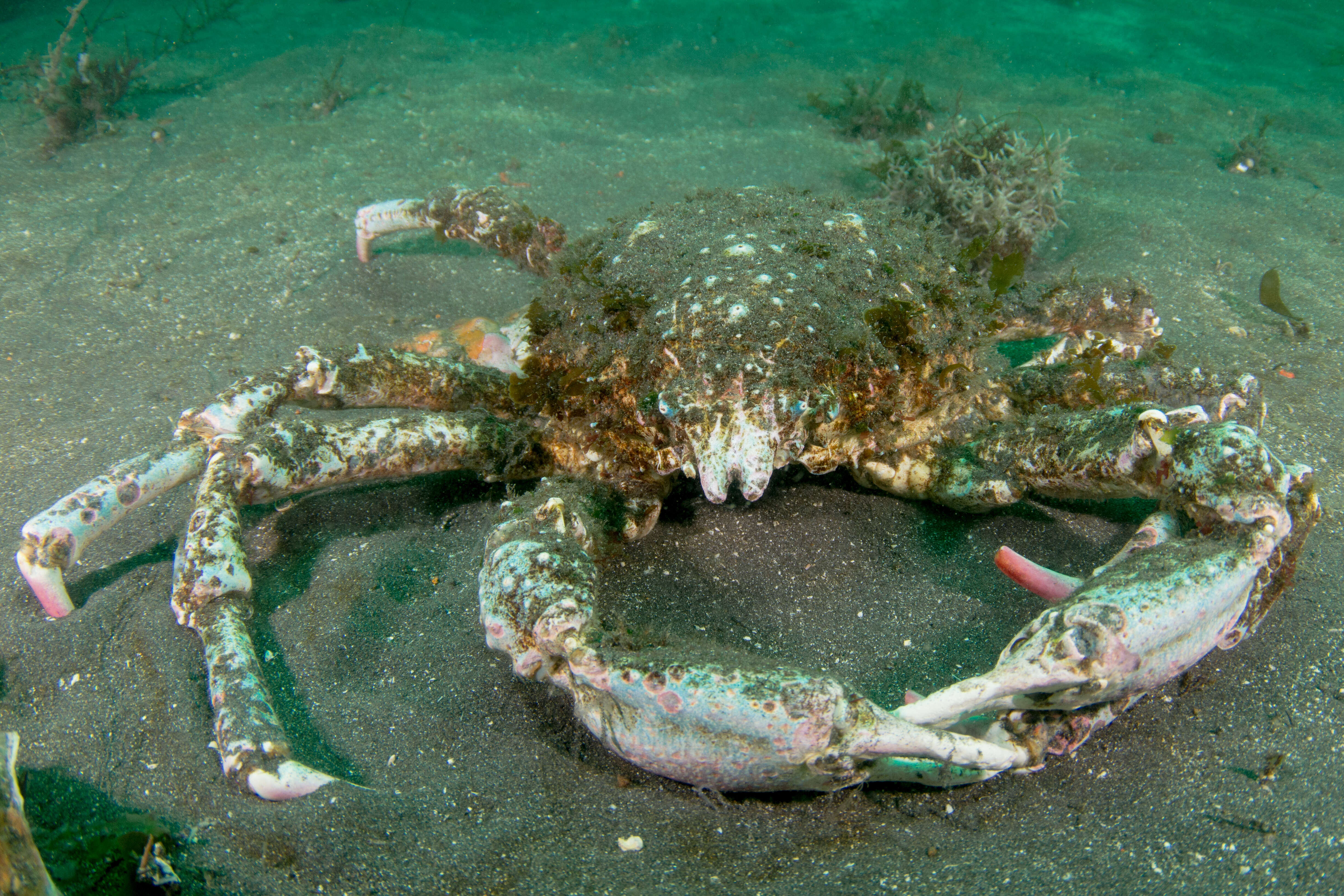 Image of Sheep crab