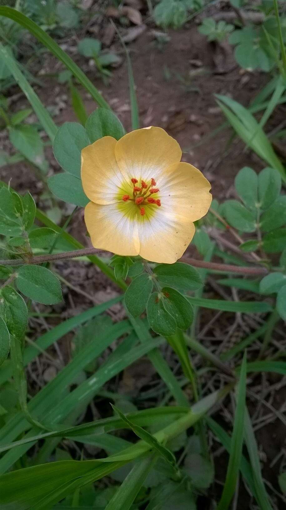 Image of Kallstroemia rosei Rydb.