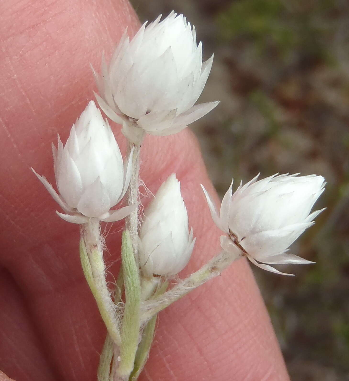 Image of Achyranthemum paniculatum