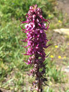 Image of elephanthead lousewort