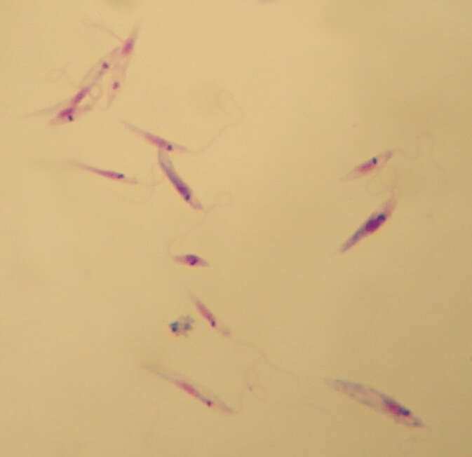 Image of Leishmania tropica