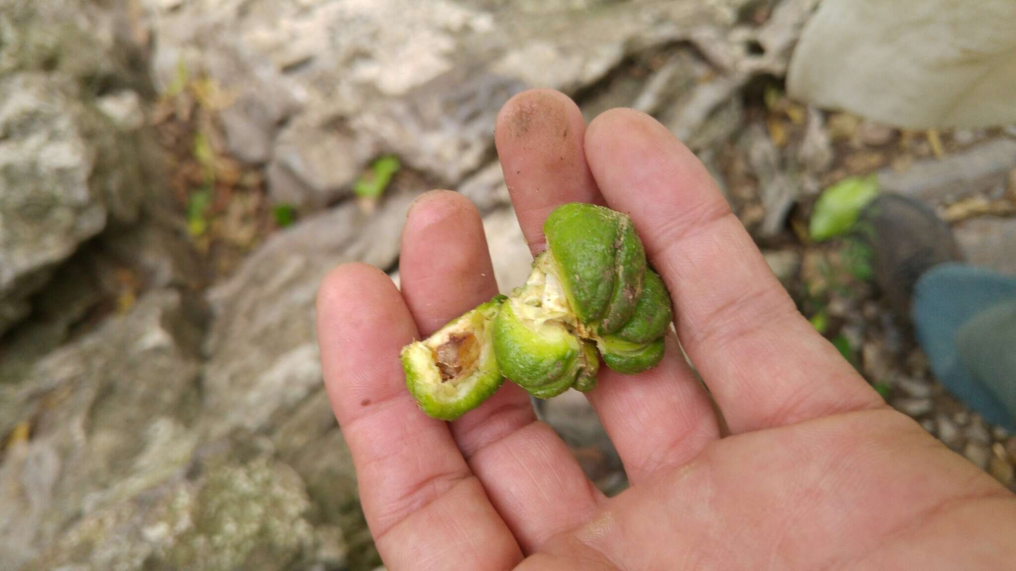 Esenbeckia berlandieri Baill.的圖片