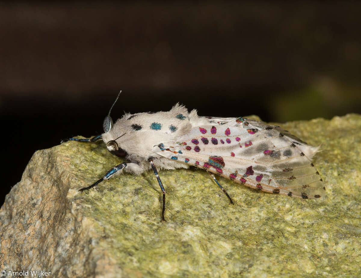 Zeuzera indica Herrich-Schäffer 1854 resmi