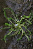 Image of Plagiobothrys calandrinioides (Phil.) I. M. Johnst.