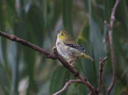 Image of Forty-spotted Pardalote