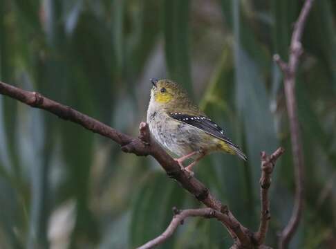 Imagem de Pardalotus quadragintus Gould 1838