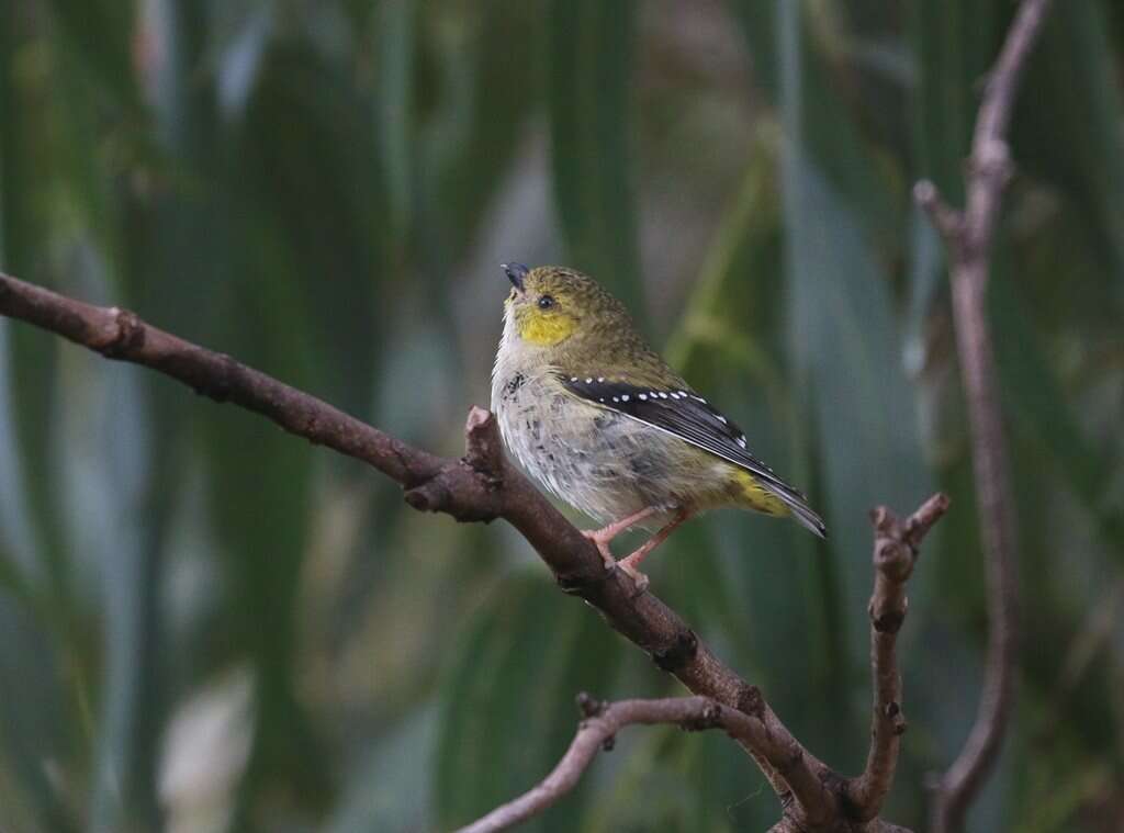 Image of Forty-spotted Pardalote