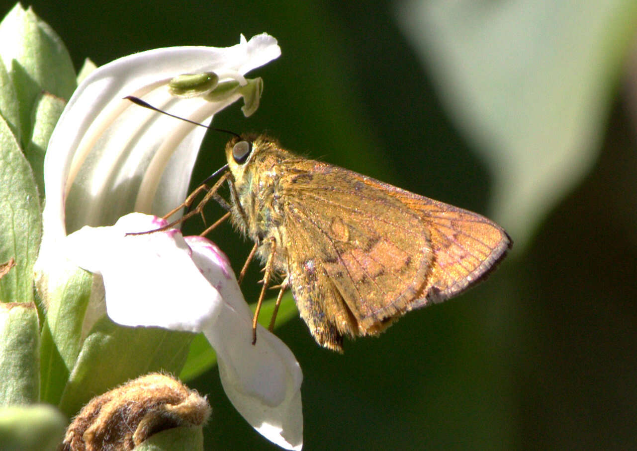 Image of Telicota bambusae