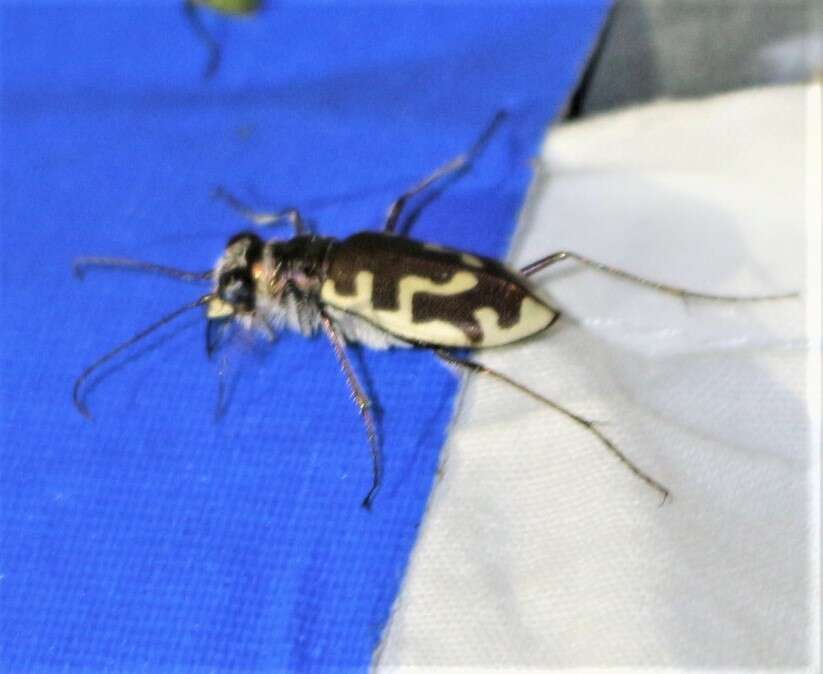 Image of Beach tiger beetle