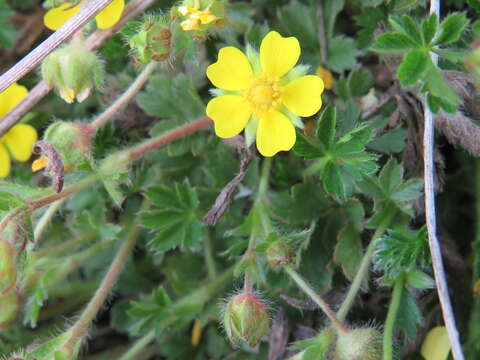 Image of spring cinquefoil