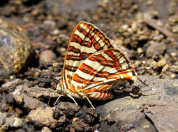 Слика од Cigaritis vulcanus