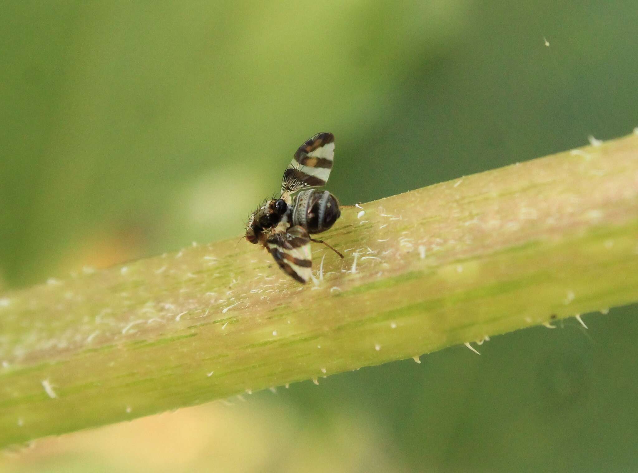 Image of Dyscrasis hendeli Aldrich 1932