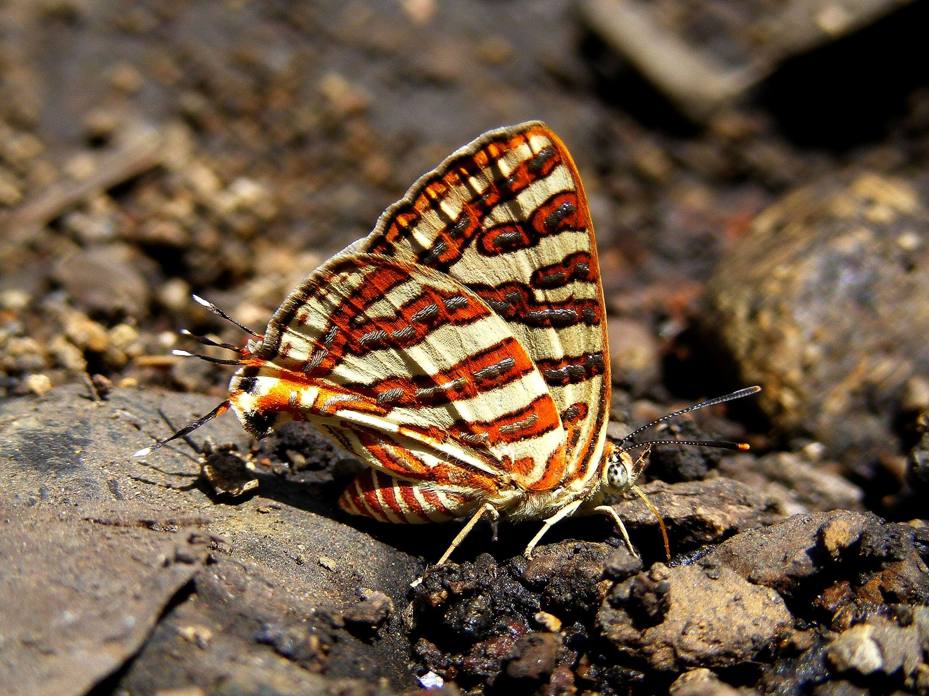 Слика од Cigaritis vulcanus