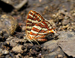 Image of Cigaritis vulcanus