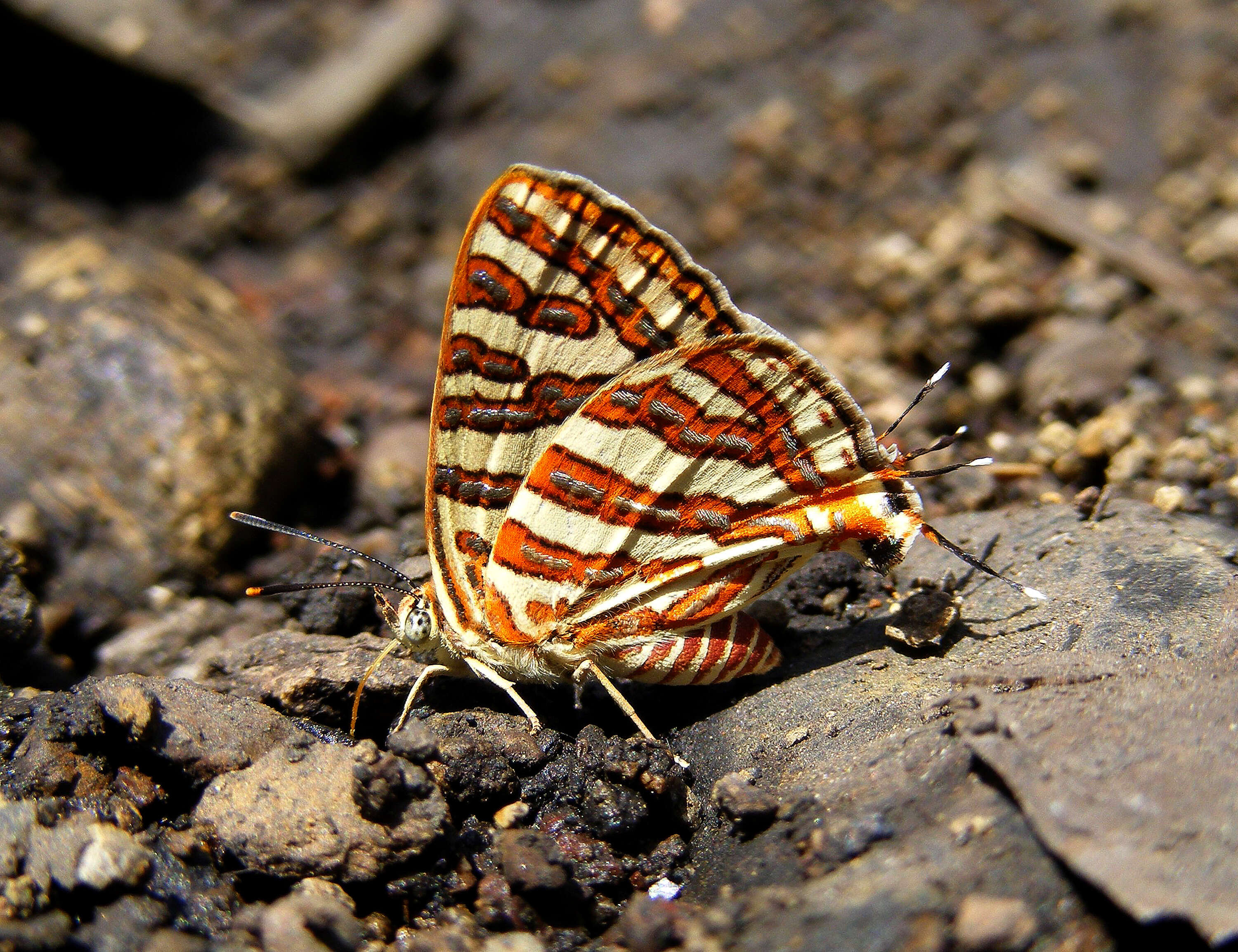 Слика од Cigaritis vulcanus