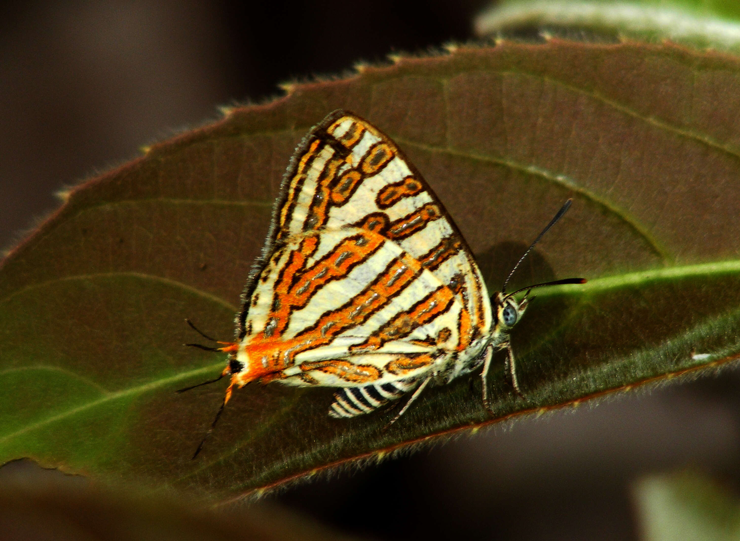 Слика од Cigaritis vulcanus