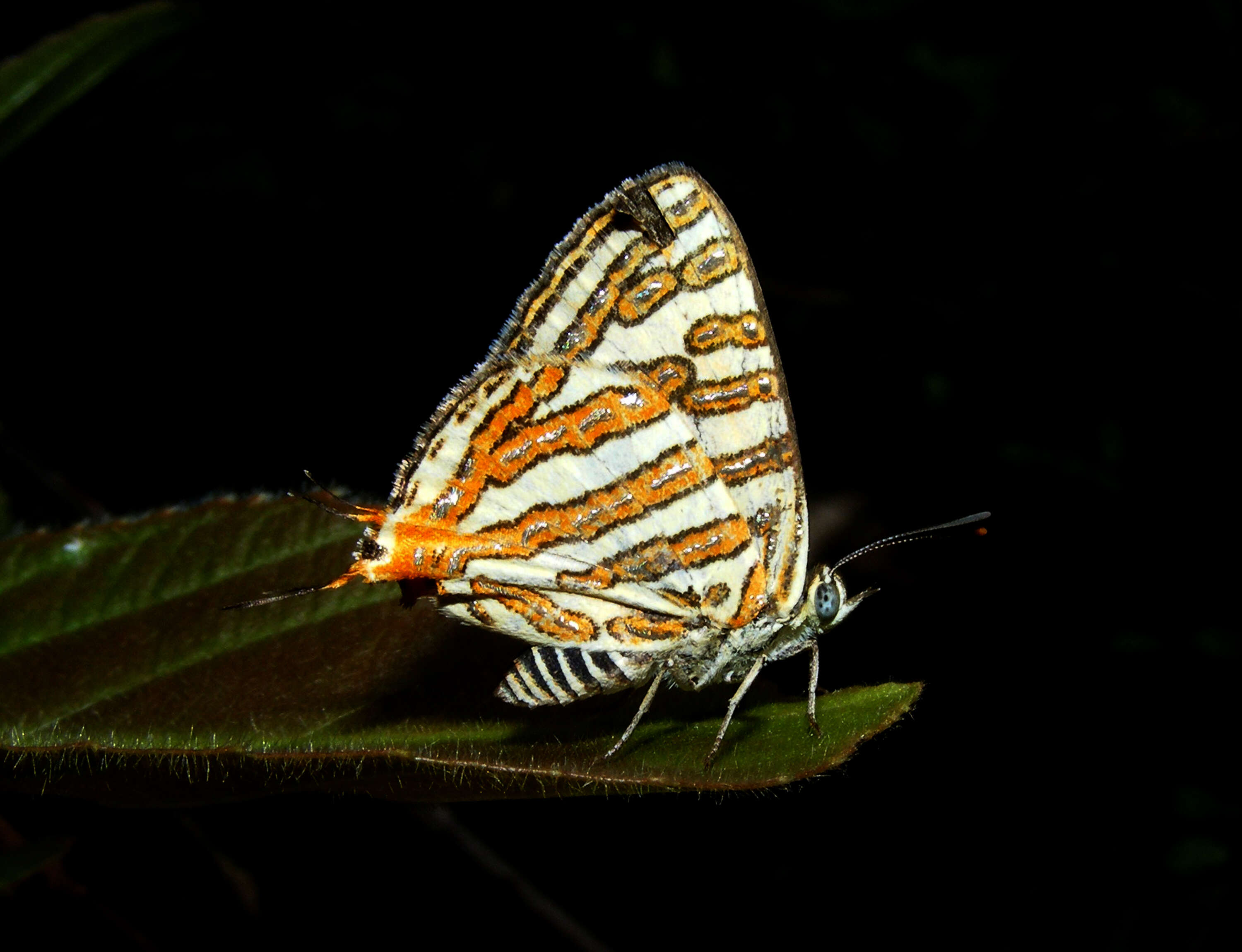 Слика од Cigaritis vulcanus