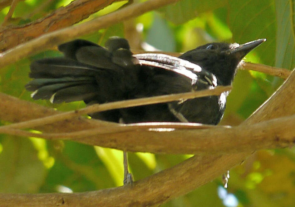 Image of Mato Grosso Antbird