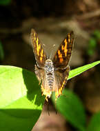 Слика од Cigaritis vulcanus