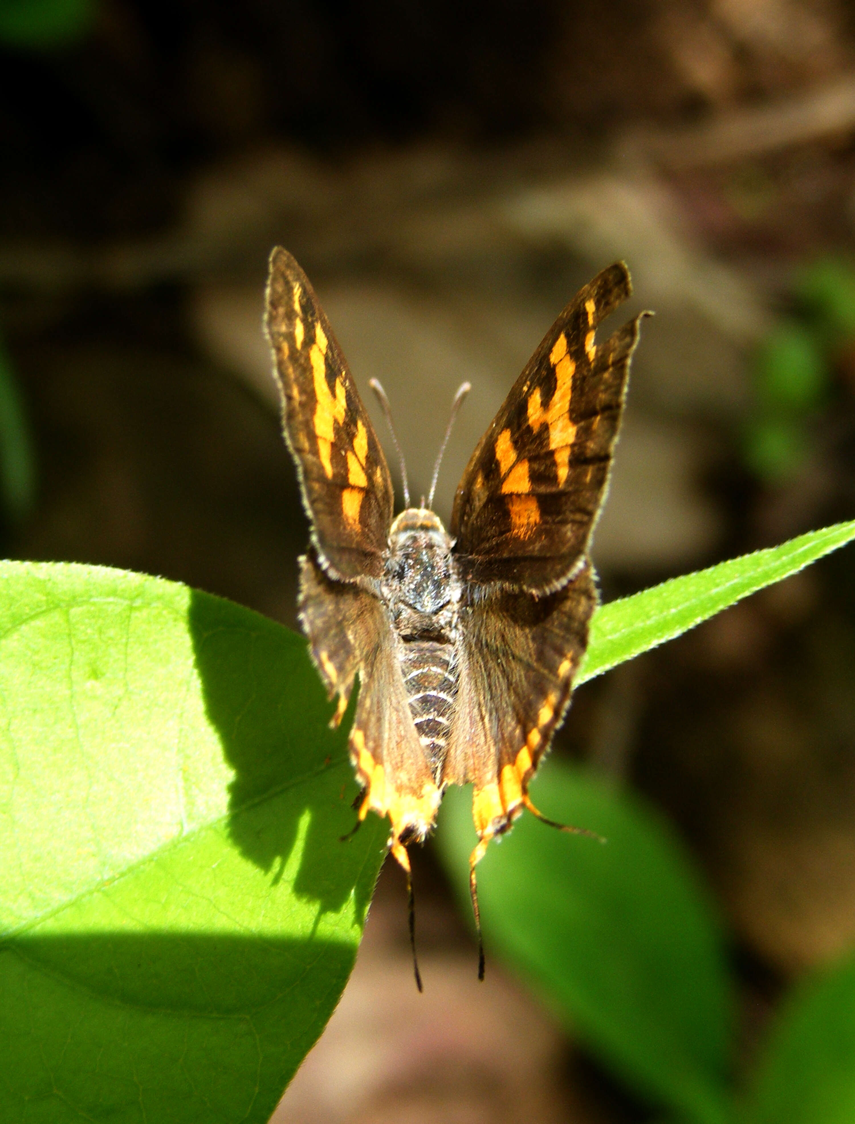 Слика од Cigaritis vulcanus