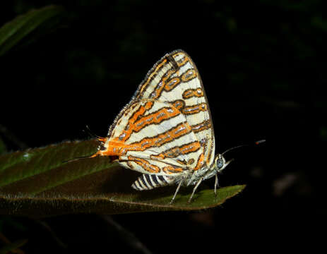 Слика од Cigaritis vulcanus