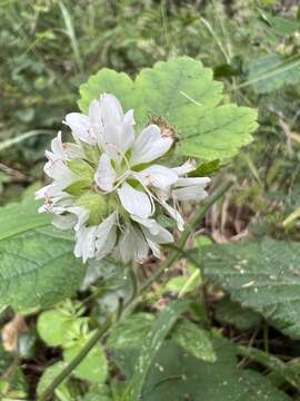 Image of mapleleaf checkerbloom