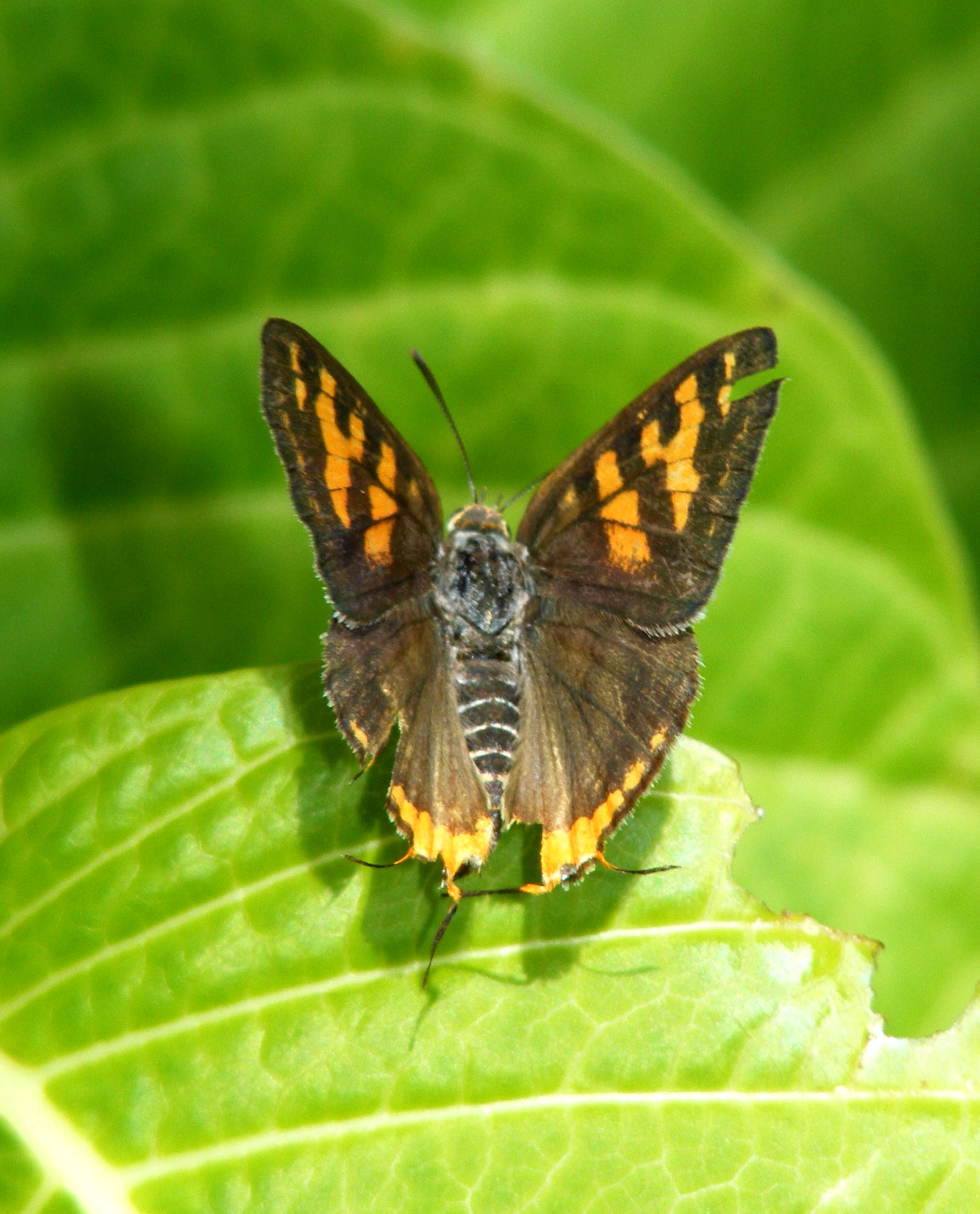 Слика од Cigaritis vulcanus