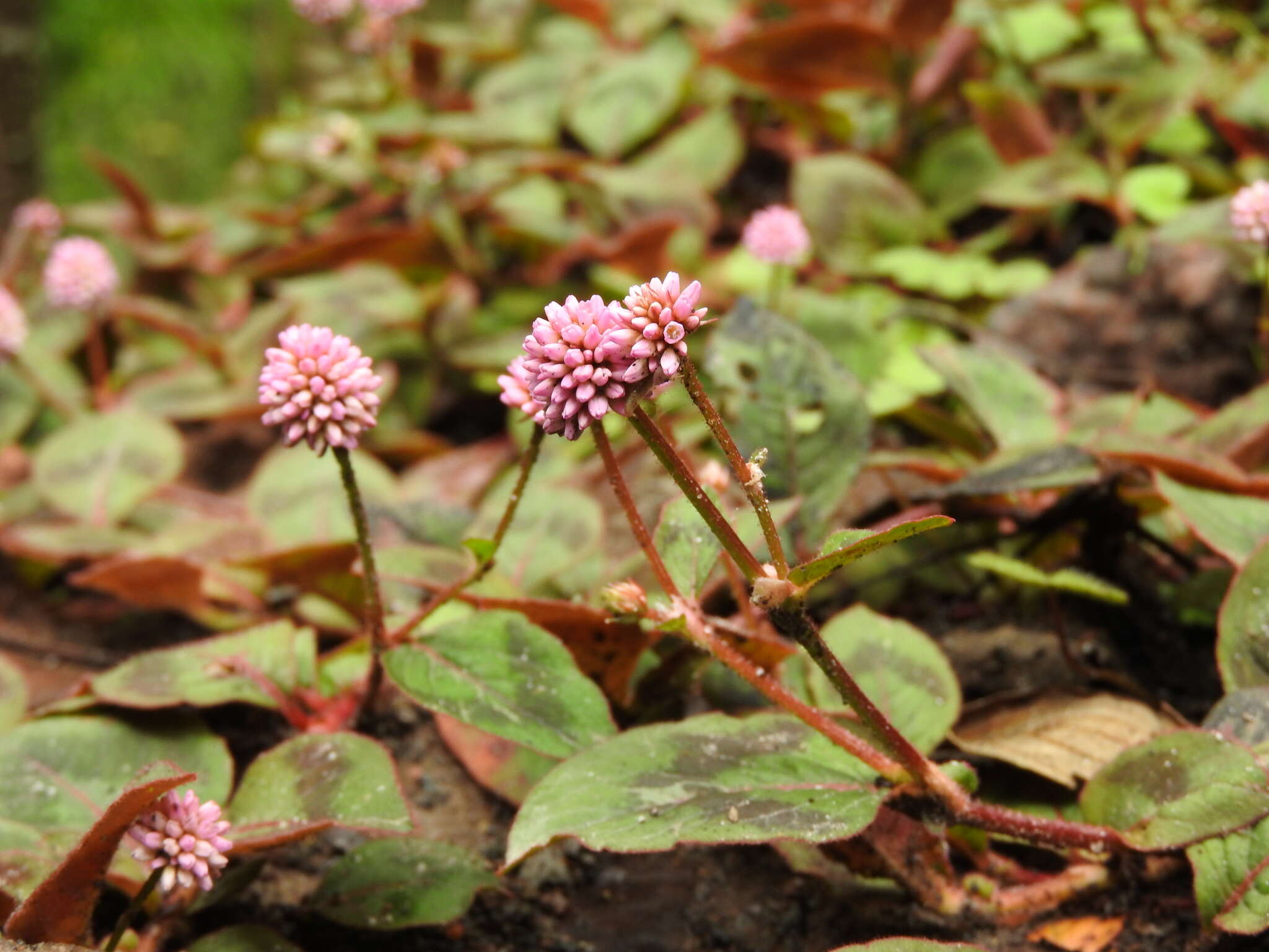 Imagem de Persicaria capitata (Buch.-Ham. ex D. Don) H. Gross