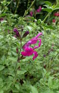 Image de Salvia greggii A. Gray