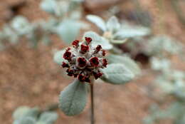 Image de Buddleja marrubiifolia Benth.