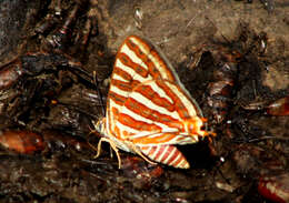 Слика од Cigaritis vulcanus