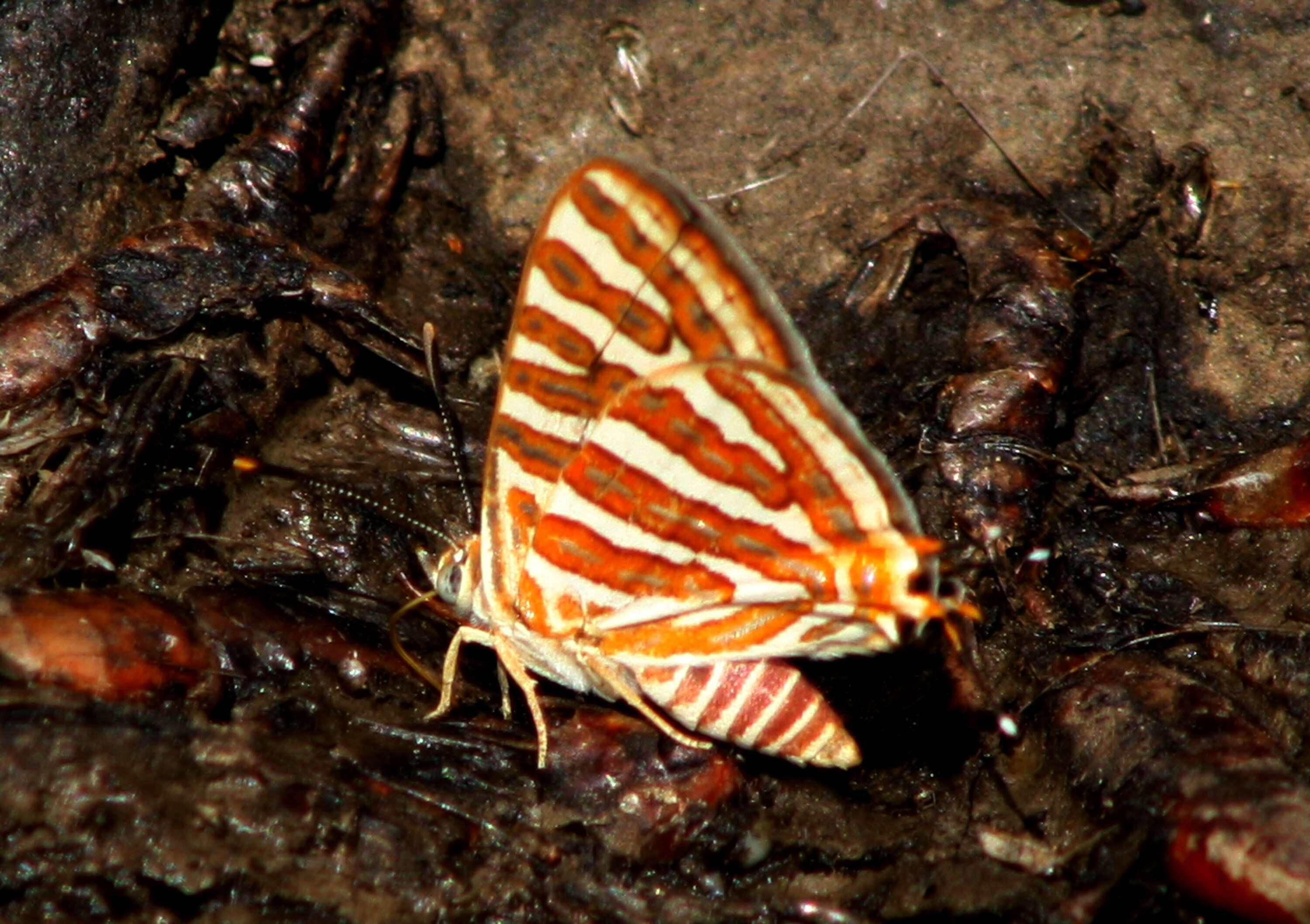 Слика од Cigaritis vulcanus