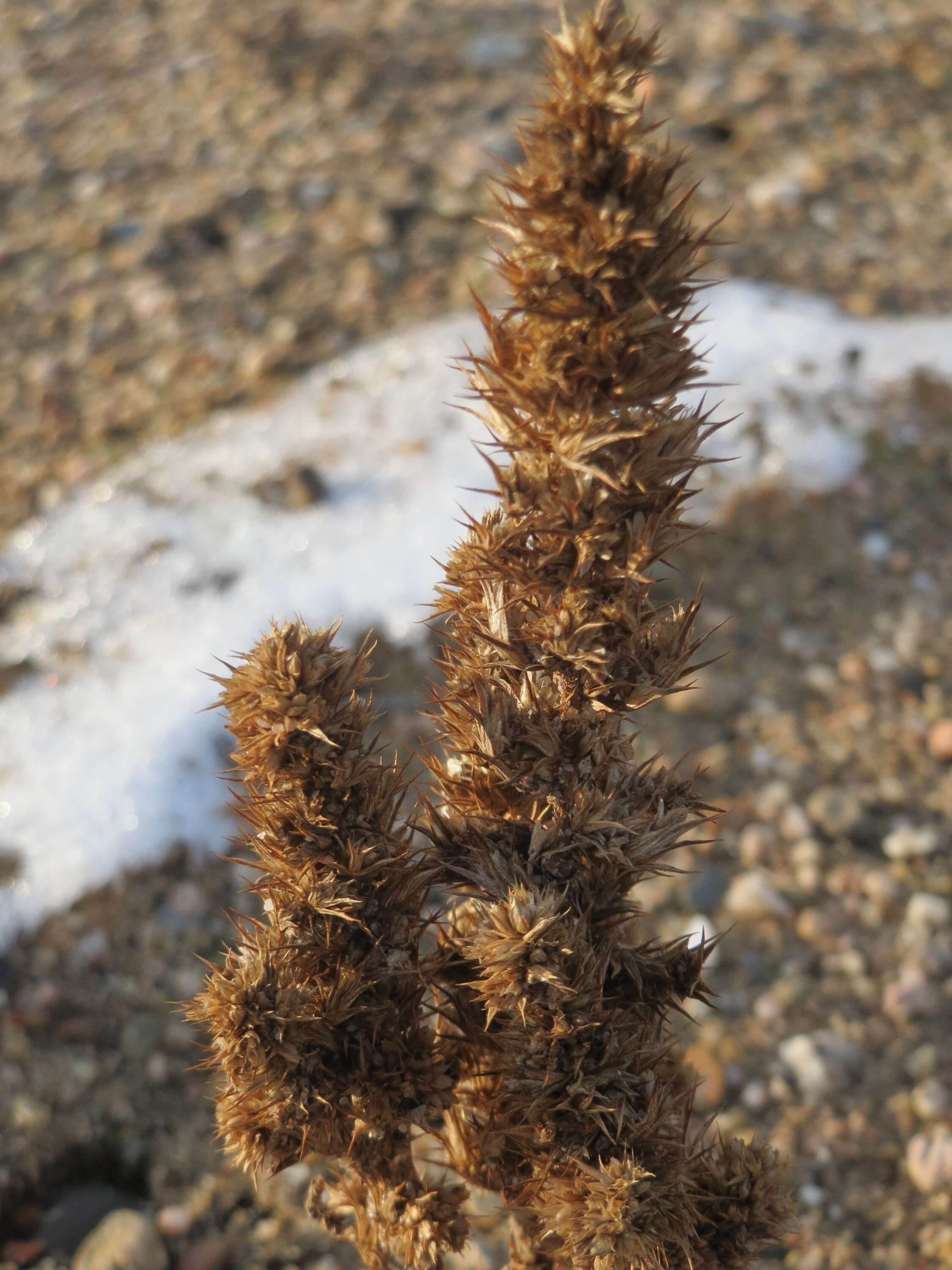 Image of redroot amaranth