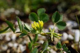 Image of hairy medick